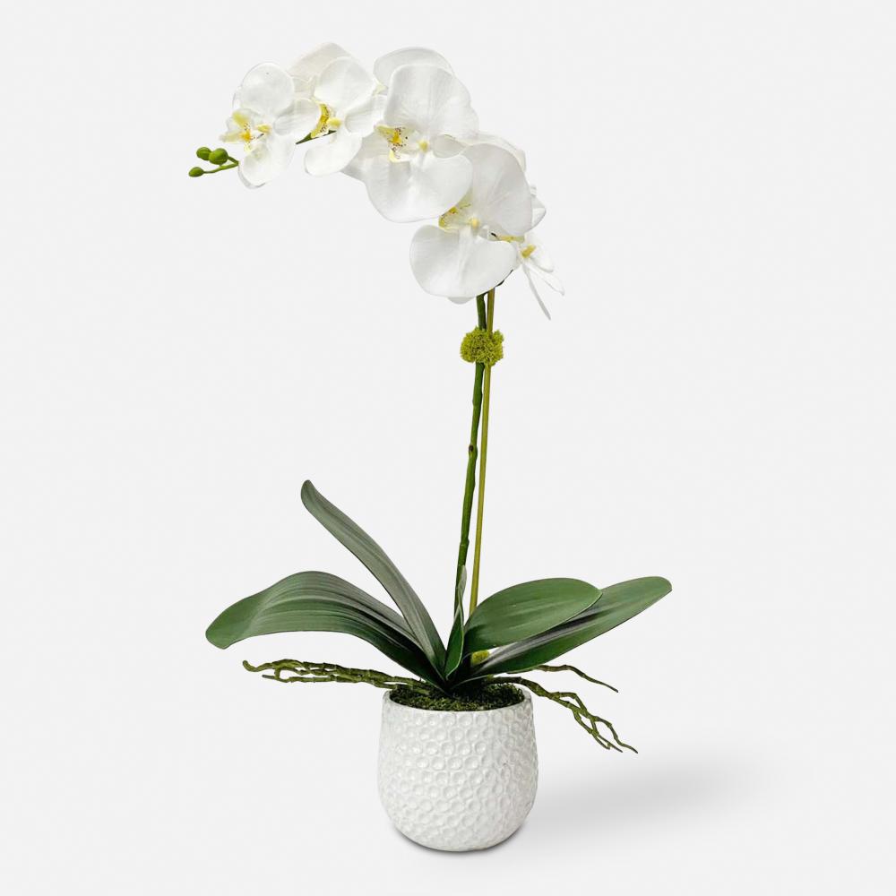 Uttermost Cami Orchid