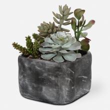 Uttermost 60173 - Uttermost Alverio Succulents